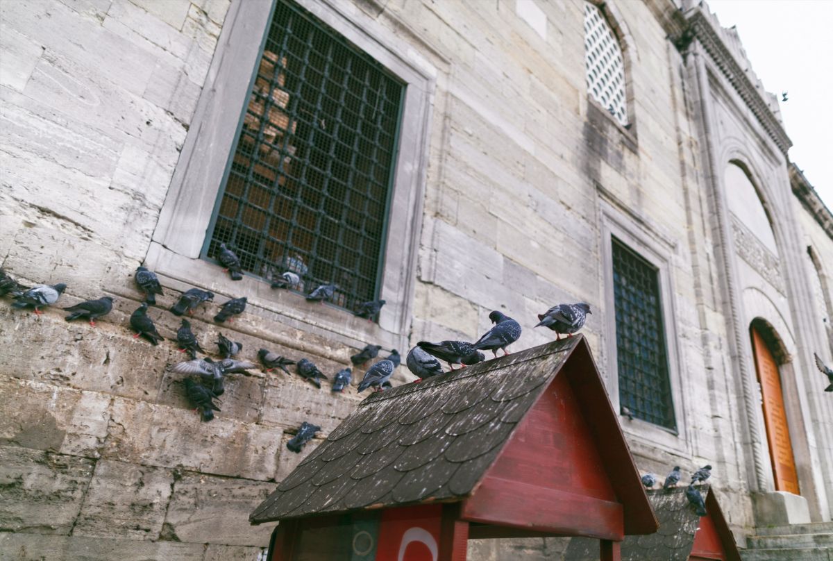 dépigeonnisation pigeons et oiseaux